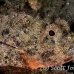 scorpionfish_raggy_ts_bb_si_h_0016_kom0538.jpg